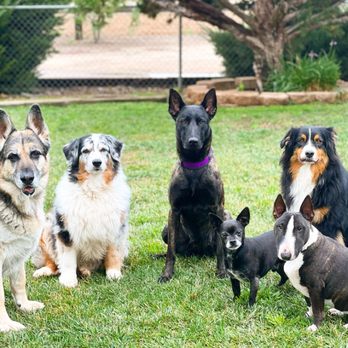 Heaven Sent K-9 Dog Training - Heaven Sent K-9 k-9 crew helping your dogs with socializing. - Pet Training Near Me Heaven Sent K-9 Dog Training - Heaven Sent K-9 k-9 crew helping your dogs with socializing. - Pet Training Near Me