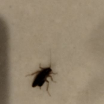 Wildfire Boulder - Wildfire Boulder Roaches!!! Match the tables if you doubt me. - Casinos Near Me - Henderson, Nevada Wildfire Boulder - Wildfire Boulder Roaches!!! Match the tables if you doubt me. - Casinos Near Me - Henderson, Nevada