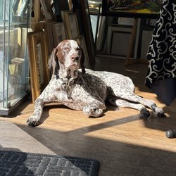 Frame Masters & Fine Art - Comet, sunbathing at the shop