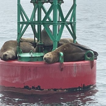 Deception Pass Tours - Stellar sea lions. - Whale Watching Tours Near Me - Anacortes, Washington Deception Pass Tours - Stellar sea lions. - Whale Watching Tours Near Me - Anacortes, Washington