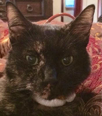 vca valley oak veterinary center