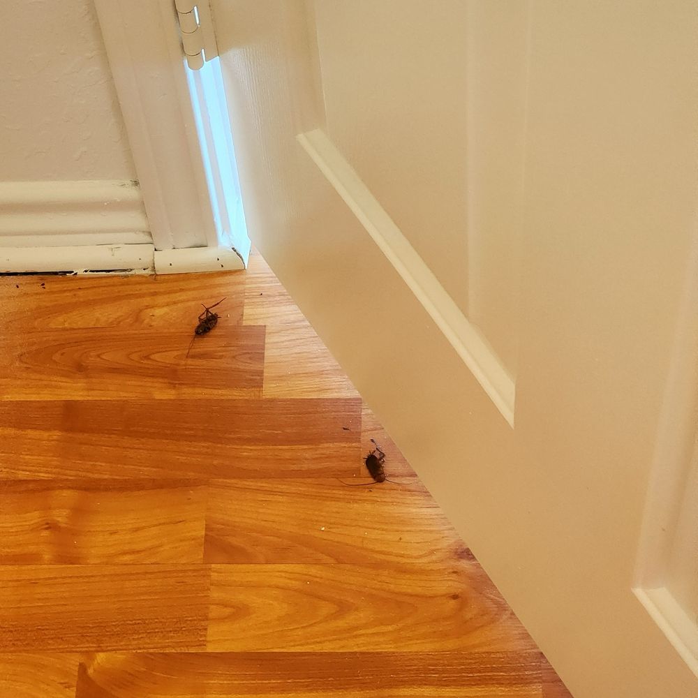 Friendly Pest Solutions - Pest Control Near Me - Brandon, Florida Friendly Pest Solutions - Pest Control Near Me - Brandon, Florida