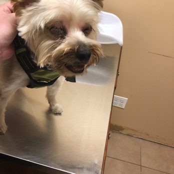 Madagascar Pet Services - She was in so much pain she couldn't open her eyes - Pet Groomers Near Me - Sunnyside, New York