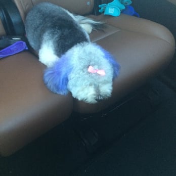 Pet Wash - Happy puppy post grooming - Pet Groomers Near Me - Calabasas, California