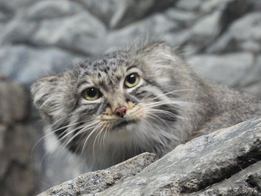 Cincinnati Zoo & Botanical Garden by null