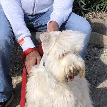 Petco - Yiyo before haircut. - Pet Stores Near Me - Burbank, California