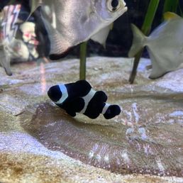 Emo Nemo Emo Nemo