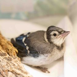 Greenwood Wildlife Rehabilitation Center