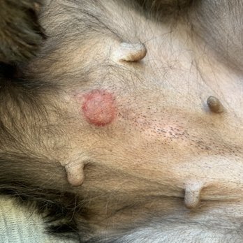 Healthy Spot - Pasadena - That red spot and swollen area just under it was NOT there prior to my dog being serviced here. Unbelievable. - Pet Groomers Near Me - Pasadena, California