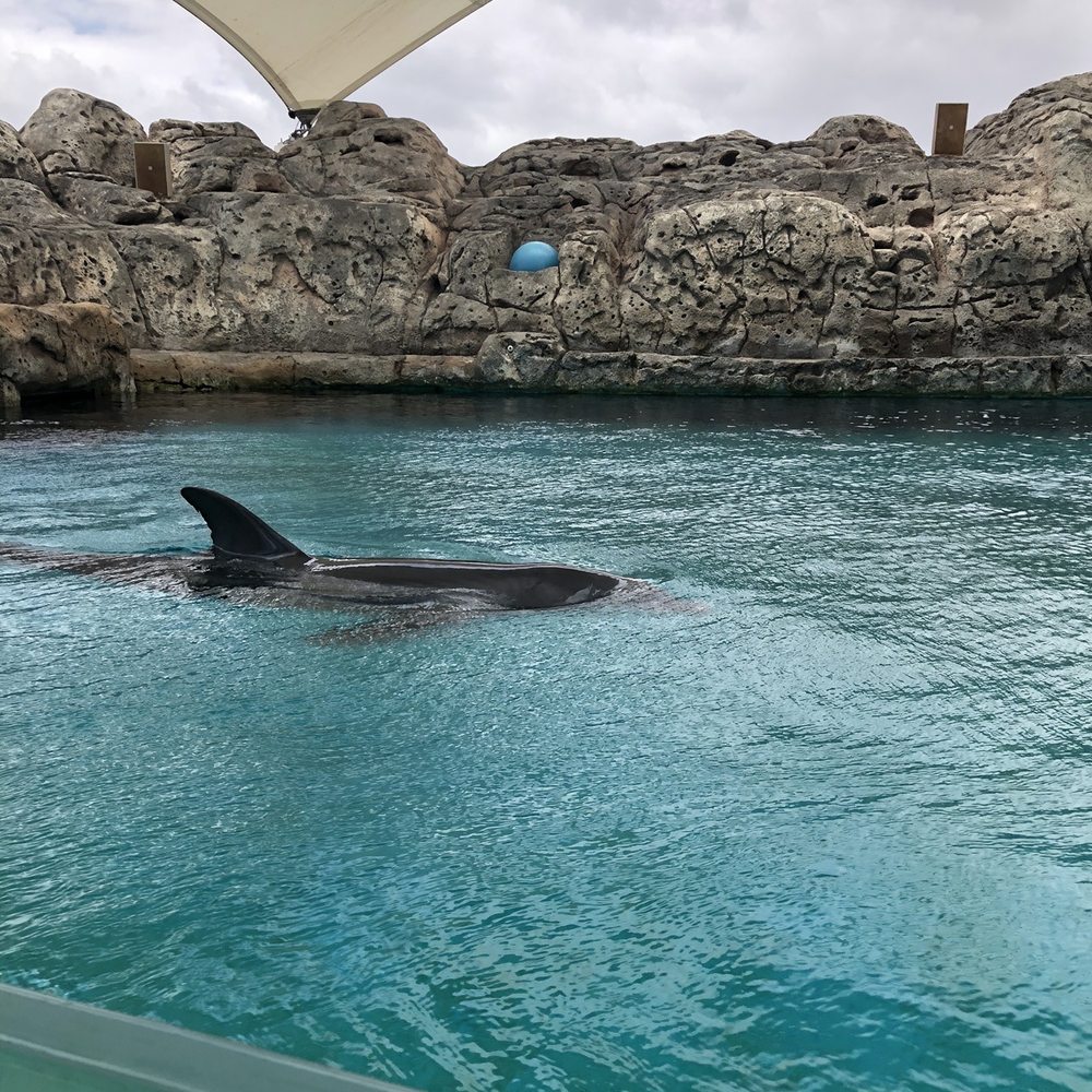 Texas State Aquarium - Dolphin Bay - Aquariums Near Me - Corpus Christi, Texas Texas State Aquarium - Dolphin Bay - Aquariums Near Me - Corpus Christi, Texas