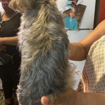 Zen Animals - Worst - Pet Groomers Near Me - Brooklyn, New York Zen Animals - Worst - Pet Groomers Near Me - Brooklyn, New York