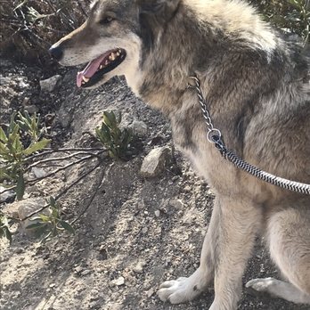 Wolf Connection - Community Service/Non-Profit Near Me Wolf Connection - Community Service/Non-Profit Near Me