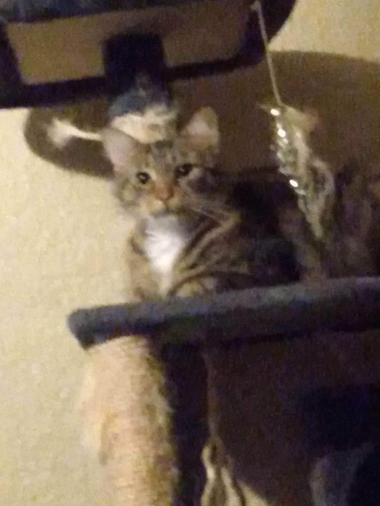 PETCO 12 Reviews 7223 Coastal Blvd, Brooksville, Florida Pet