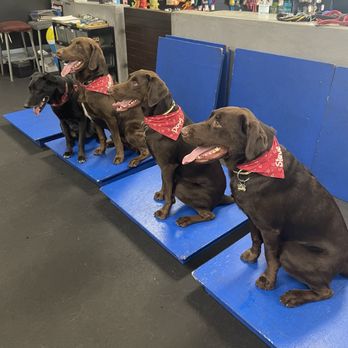 Zoom Room Dog Training - Pet Training Near Me - Huntington Beach, California Zoom Room Dog Training - Pet Training Near Me - Huntington Beach, California