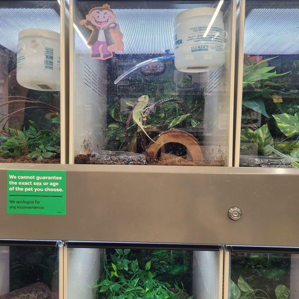 Pet Supplies Plus Dundalk - Fantastic lizard - Pet Stores Near Me - Dundalk, Maryland Pet Supplies Plus Dundalk - Fantastic lizard - Pet Stores Near Me - Dundalk, Maryland