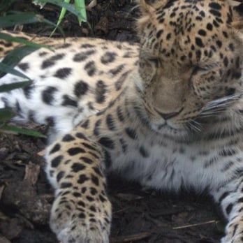 Edinburgh Zoo - Beautiful Leopard - Zoos Near Me - Edinburgh, EDH