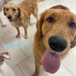 Hounds Town - Atlanta - Sandy Springs