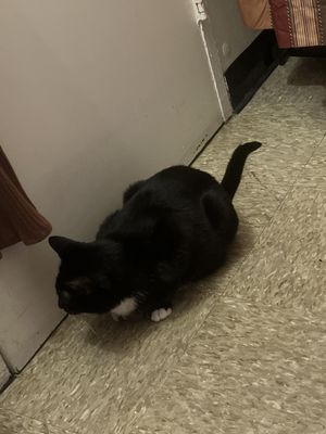 Best Friends Pet Adoption Center by null