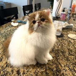 Rare Earth Grooming - Persian kitten client