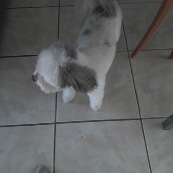 Atlantic Doggery - Pet Groomers Near Me - Pompano Beach, Florida