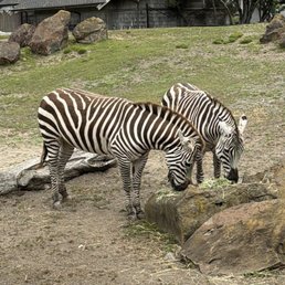 6/2026- zebras 6/2026- zebras