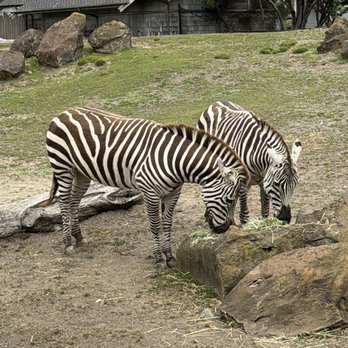 San Francisco Zoo - 6/2026- zebras - Zoos Near Me - San Francisco, California San Francisco Zoo - 6/2026- zebras - Zoos Near Me - San Francisco, California