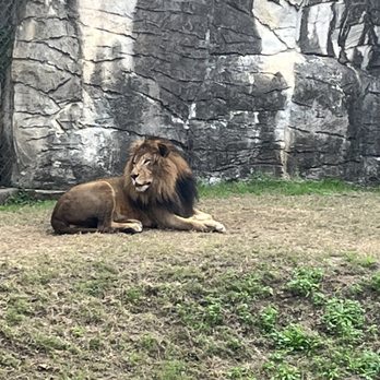 Cameron Park Zoo - lion - Zoos Near Me - Waco, Texas Cameron Park Zoo - lion - Zoos Near Me - Waco, Texas