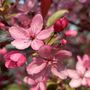 Photo of Grussendorf Nursery & Landscaping