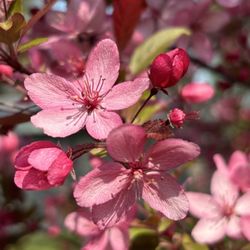 Grussendorf Nursery & Landscaping