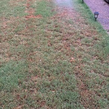 Mid-South Turf Professionals - Fertilizer burn - Lawn Services Near Me - Oakland, Tennessee Mid-South Turf Professionals - Fertilizer burn - Lawn Services Near Me - Oakland, Tennessee