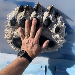 Calgary Zoo Station - Adult hands vs Polar bear paw