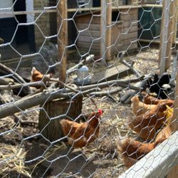 Vauxhall City Farm - Chickens.