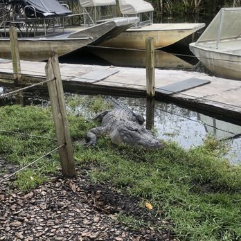 gator park - Alligator by the dock - Boat Tours Near Me - Miami, Florida gator park - Alligator by the dock - Boat Tours Near Me - Miami, Florida