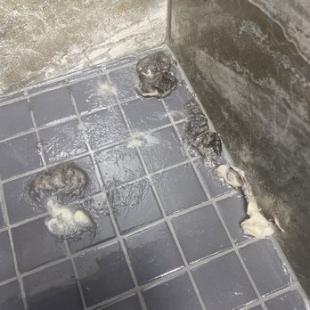 Bark Avenue Pet House - Some of the clumps I cut away - Pet Adoption Near Me - Milford, Connecticut