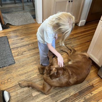 Tranquil Pax Dog Training - Albie the therapy dog - Pet Training Near Me