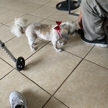 Conga's Pet Grooming - My lizzie - Pet Groomers Near Me Conga's Pet Grooming - My lizzie - Pet Groomers Near Me