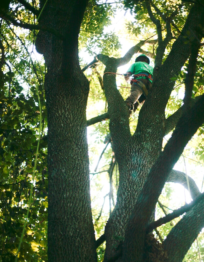 Greenhaven Tree Care - tree service in Louisville, KY