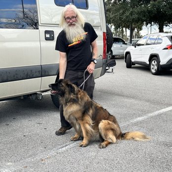 Petco - Kiki the Leonberger after grooming. - Pet Training Near Me - Ocala, Florida