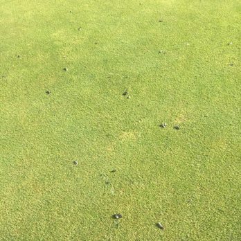 Fox Hollow Golf Course - Bird poop all over the greens.  There was so much poop it was hard enough to walk on much less to putt through. - Golf Near Me - Anchorage, Alaska