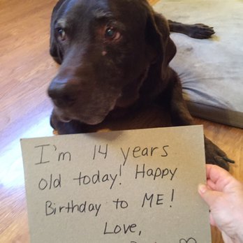 Petco - Petco refuses to groom Dixie because Of her age! - Pet Stores Near Me - Elk Grove, California Petco - Petco refuses to groom Dixie because Of her age! - Pet Stores Near Me - Elk Grove, California