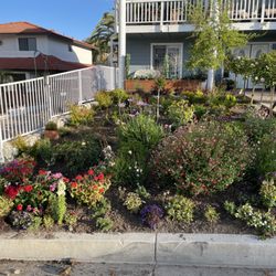 Armstrong Garden Centers - Some of my beautiful plants from Armstrong