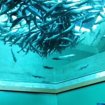 Seattle Aquarium - Salmon - Aquariums Near Me - Seattle, Washington
