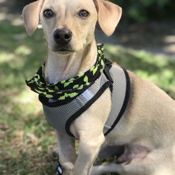 DogDash Mobile Grooming - Pet Groomers Near Me