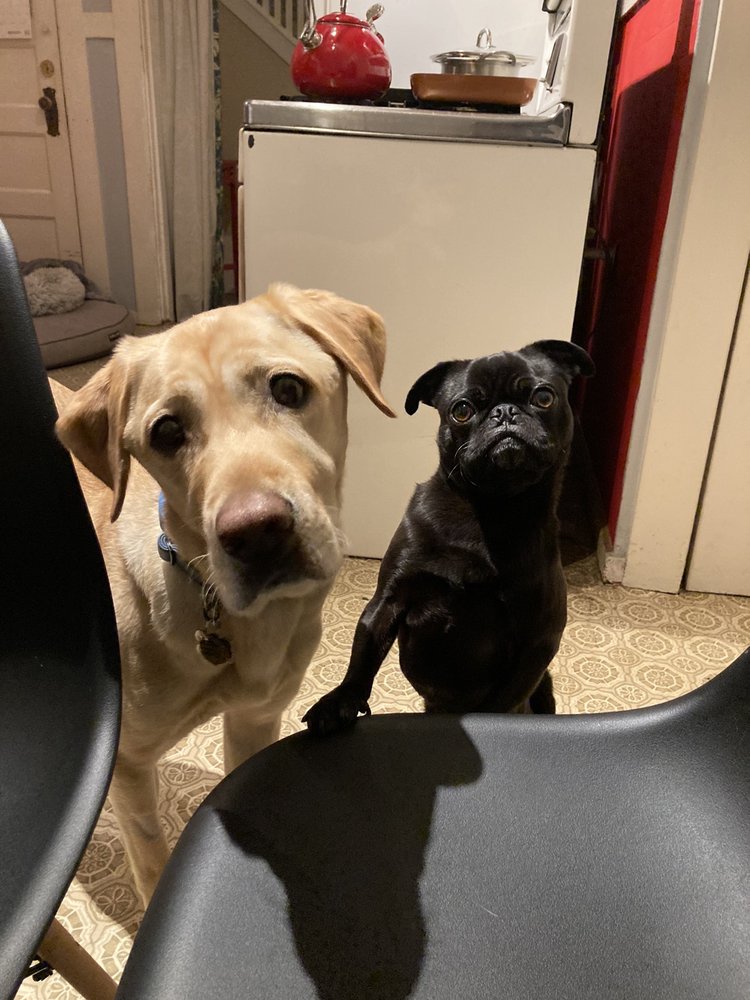 HOLLY’S HOUNDS Updated August 2024 63 Photos & 33 Reviews Oakland