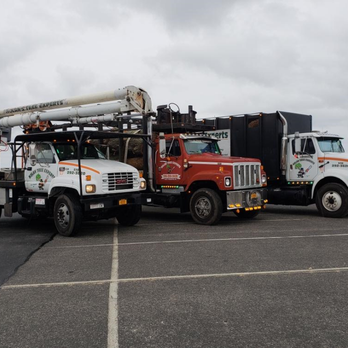 Nolan Tree - Tree Services Near Me - East Meadow, New York