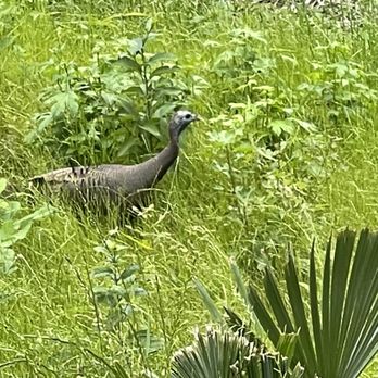 Torreya State Park - Parks Near Me - Bristol, Florida