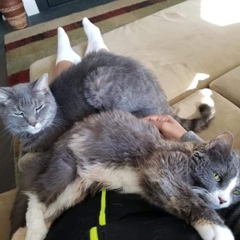 Meg's Loving Pet Care - Both Tia and Toby on my lap - Dog Walkers Near Me - Bristow, Virginia Meg's Loving Pet Care - Both Tia and Toby on my lap - Dog Walkers Near Me - Bristow, Virginia