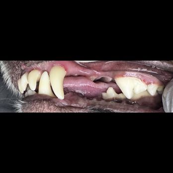 Bright N Shine - After - Veterinarians Near Me - Boca Raton, Florida Bright N Shine - After - Veterinarians Near Me - Boca Raton, Florida