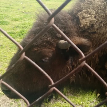 Space Farms - Bison - Zoos Near Me - Sussex, New Jersey Space Farms - Bison - Zoos Near Me - Sussex, New Jersey