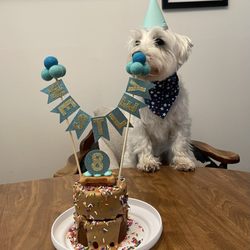 The Seattle Barkery - The Treat Bar